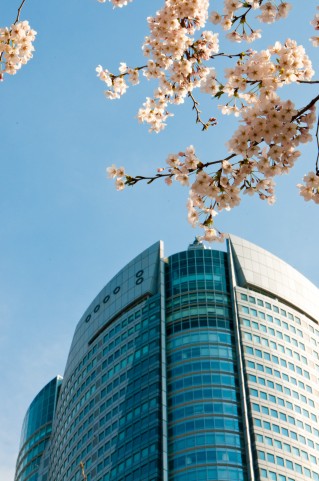桜と建物